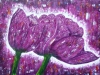 11-paarse-tulpen